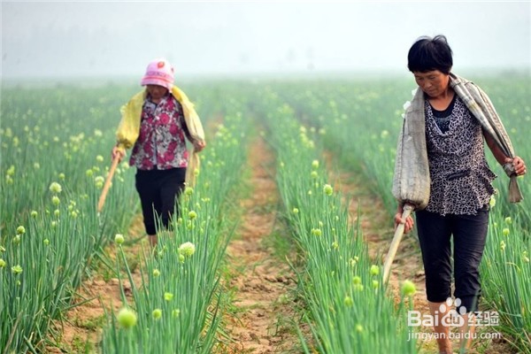 该怎么施用钾肥并了解它的作用呢?