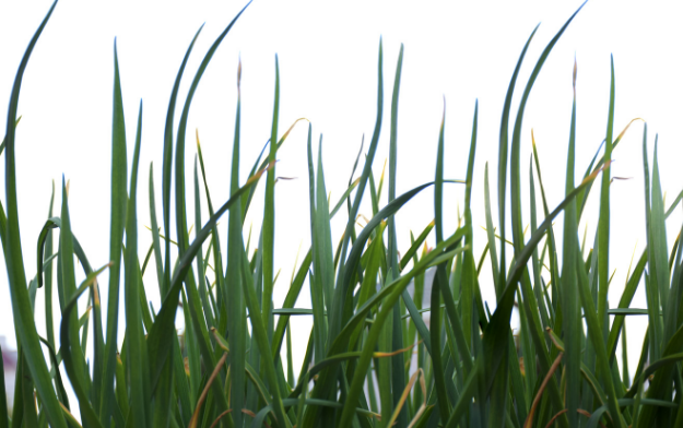 韭菜种子的种植方法和时间