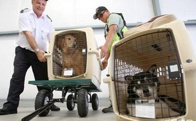 铁路可以托运宠物吗