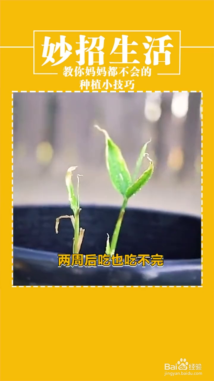 有关种植的妙招