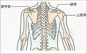 如何评估肩胛骨位置 百度经验