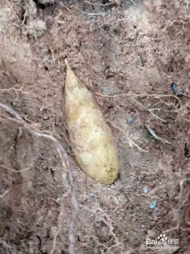 冬笋怎样才能挖到？挖竹笋的技巧