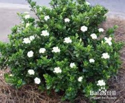 栀子花上有白色的粉状虫子,怎么去除呢