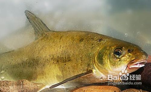 雅安地震之雅安回忆