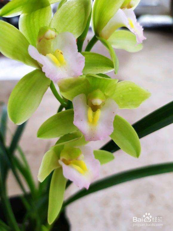 十几年养大花蕙兰经验分享