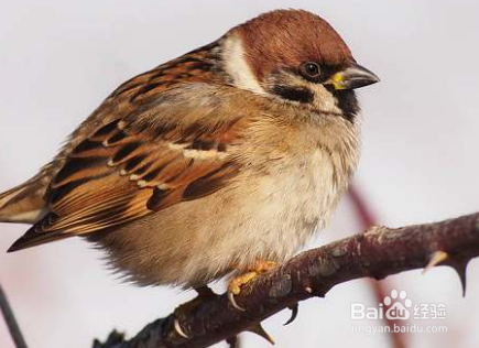 赶走麻雀的最佳办法