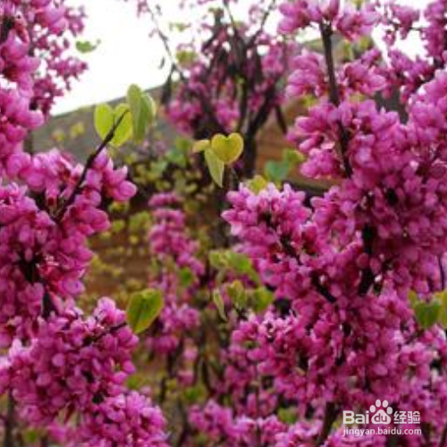 满条红的培育方法和注意事项