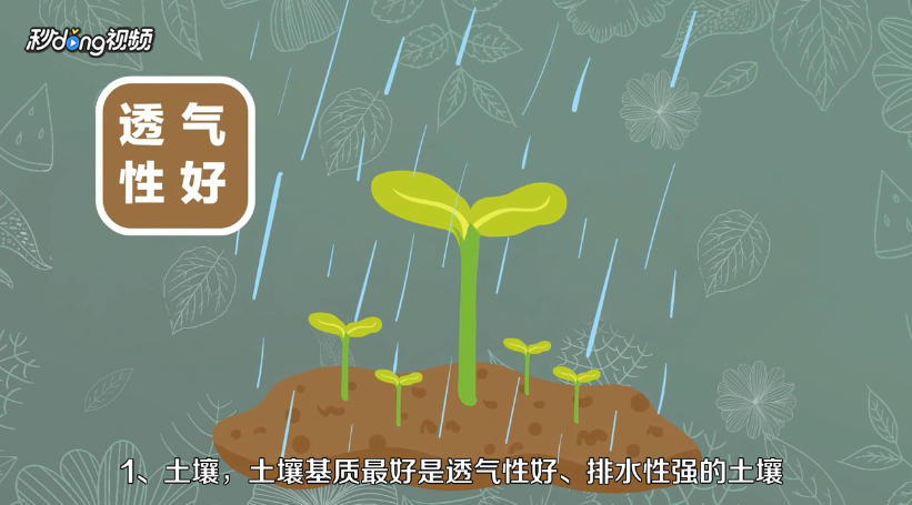 小木槿怎么养殖