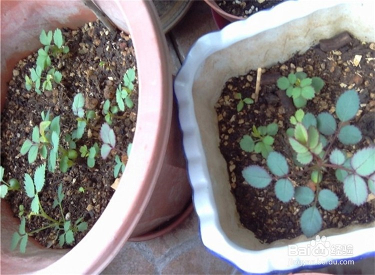 月季从播种到发芽、长叶、开花的全过程