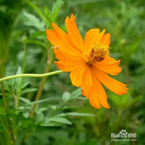 黄秋英的养殖方法和注意事项