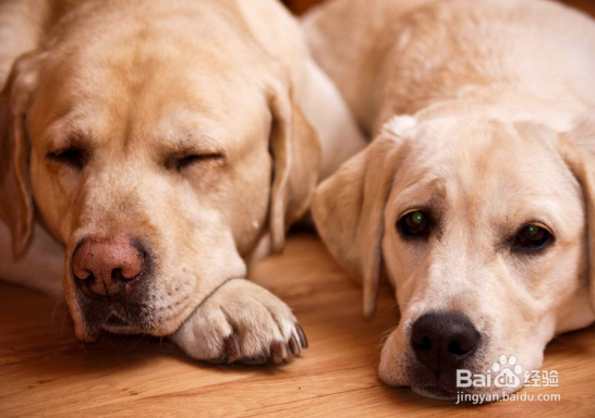 如何饲养拉布拉多 科学合理的喂养