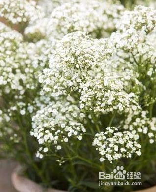 满天星叶子发黄怎么办