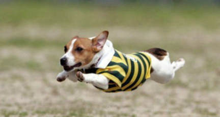 一寸短一寸痛，小短腿的汪搞笑到没有底线，腿到