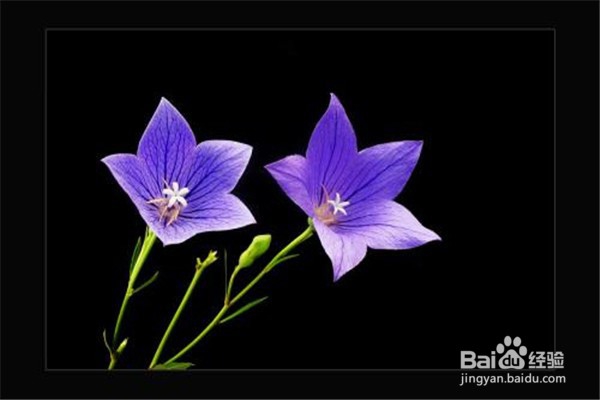 桔梗的养殖技巧和注意事项都有什么？