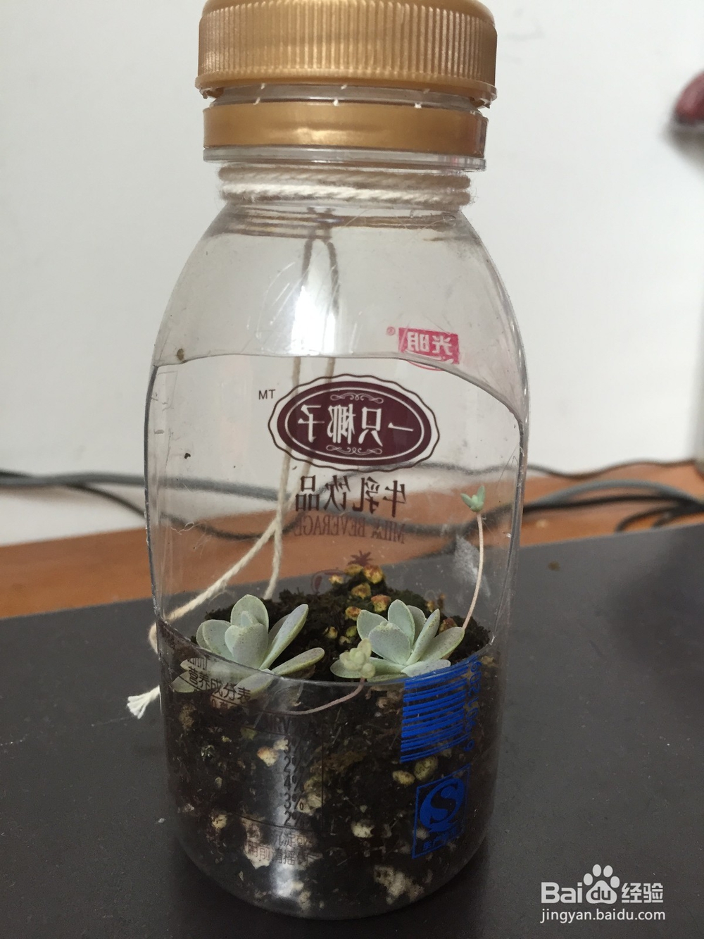 废旧塑料瓶变身小花盆