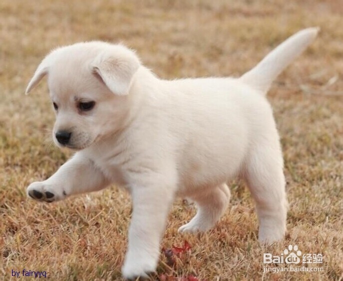 如何跟狗狗一起战胜细小!