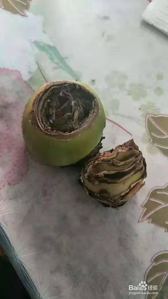 烂了的朱顶红别扔，切4刀装进袋子里成64株苗！