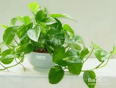 冬季养绿萝,注意这几点,保准让其安全过冬