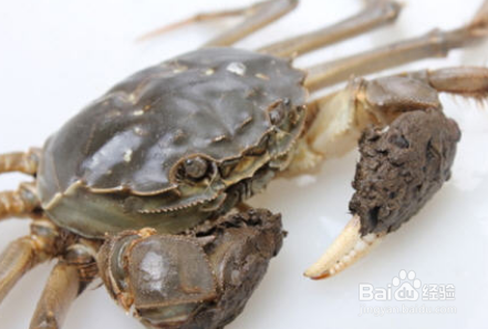 大闸蟹怎么保存