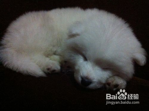 萨摩耶的不良行为要及时纠正改正