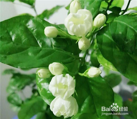 茉莉花不要放在屋里，拿出室外一修剪，花开一院子！