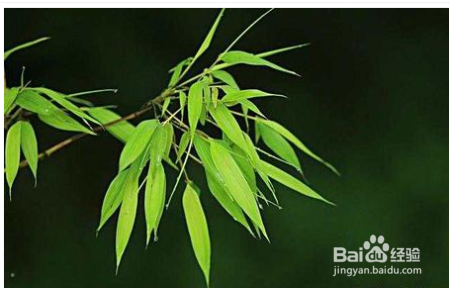 你见过竹叶酒吗? 竹叶酿酒方法