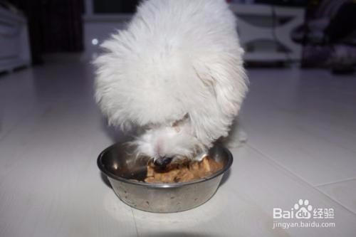 怎样选择自己的汪星人