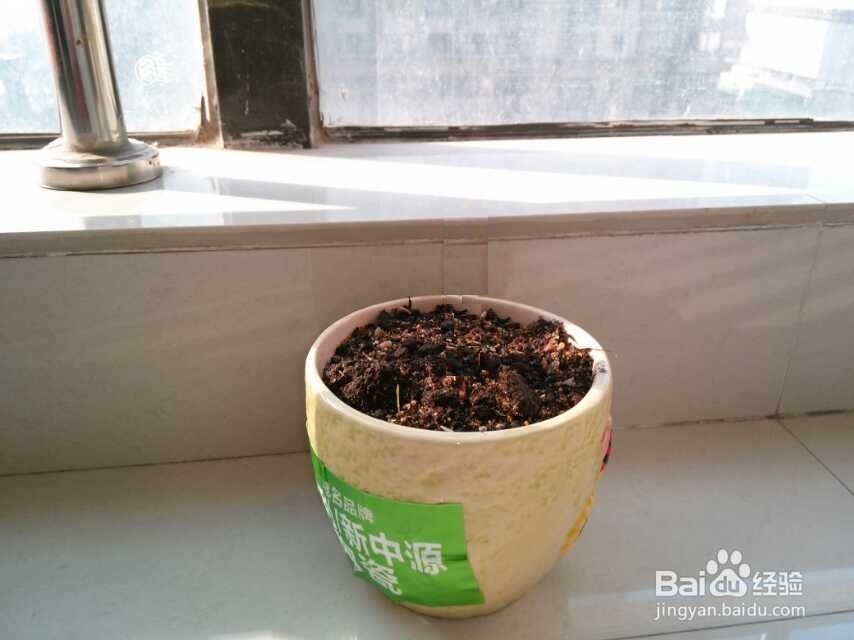 在阳台种植郁金香的生长过程