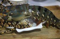 清蒸龙虾的做法