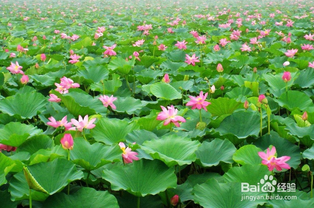 保定旅游景点攻略