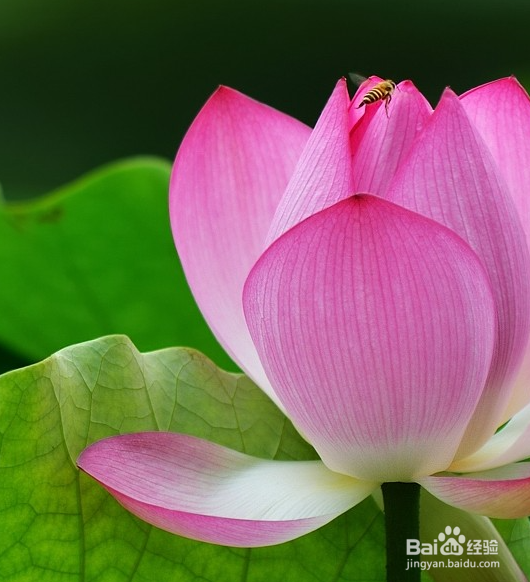 D7000拍荷花相机如何设置