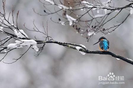 凛冬已至,闲以养花,最怡趣养心