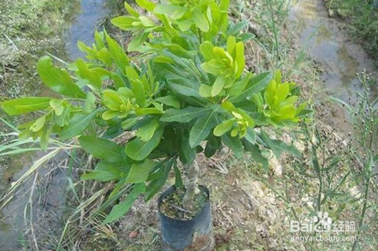 杨梅树嫁接方法