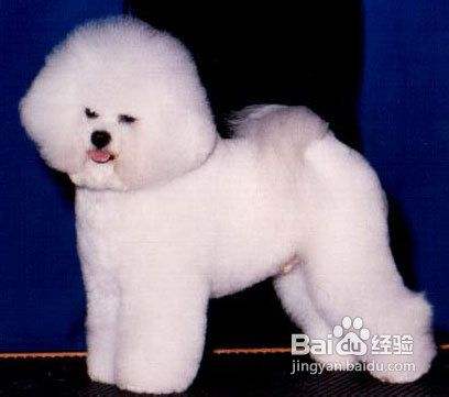 培养比熊幼犬诚实性格的方法 百度经验