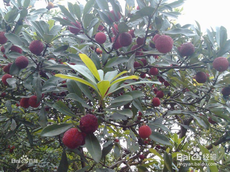 杨梅树怎么分公母