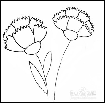 怎样画简笔画（花卉）：[10]康乃馨