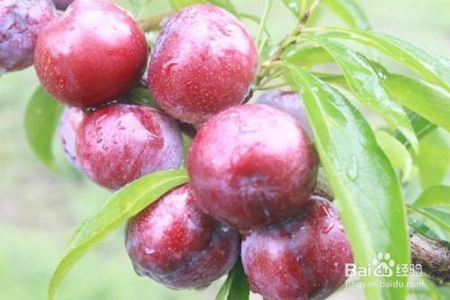 李子有哪些作用及食用禁忌？