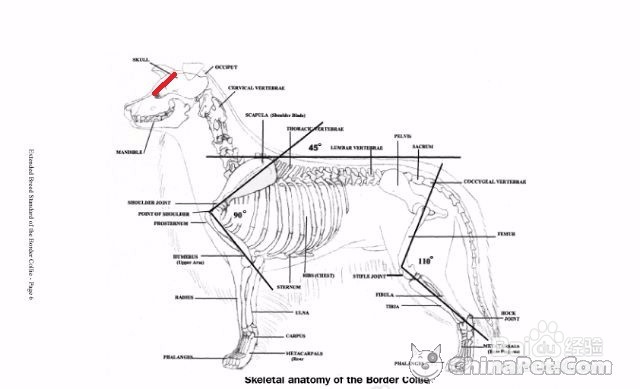 怎样挑选边境牧羊犬？
