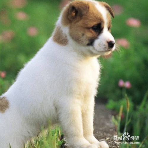 如何训练狗狗跟随以及握手