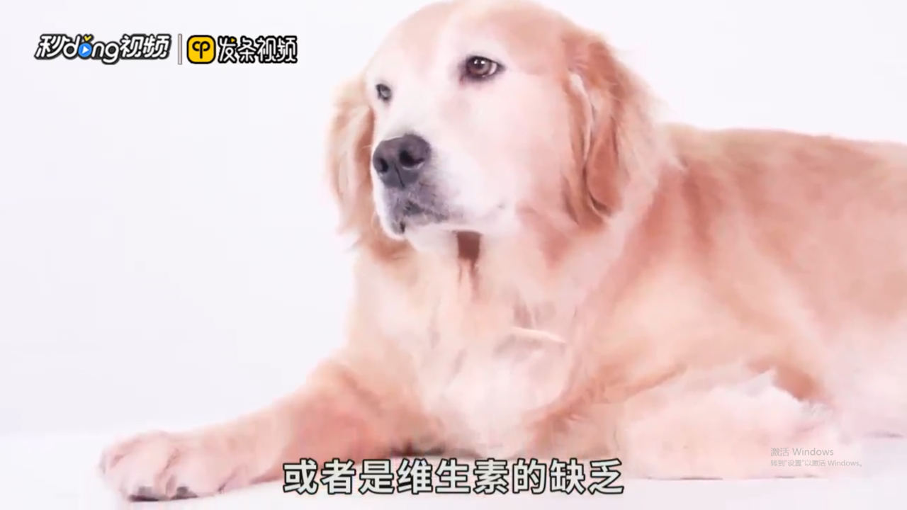 狗狗鼻子褪色是怎么回事