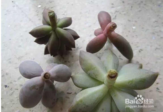 多肉水培生根方法