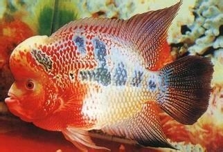 饲养金鱼的技巧