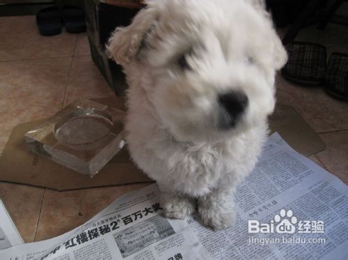 比熊幼犬四个培养重点是什么