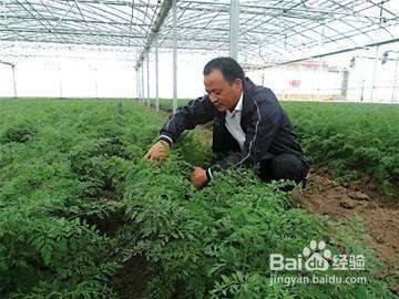 胡萝卜怎么种植长得好