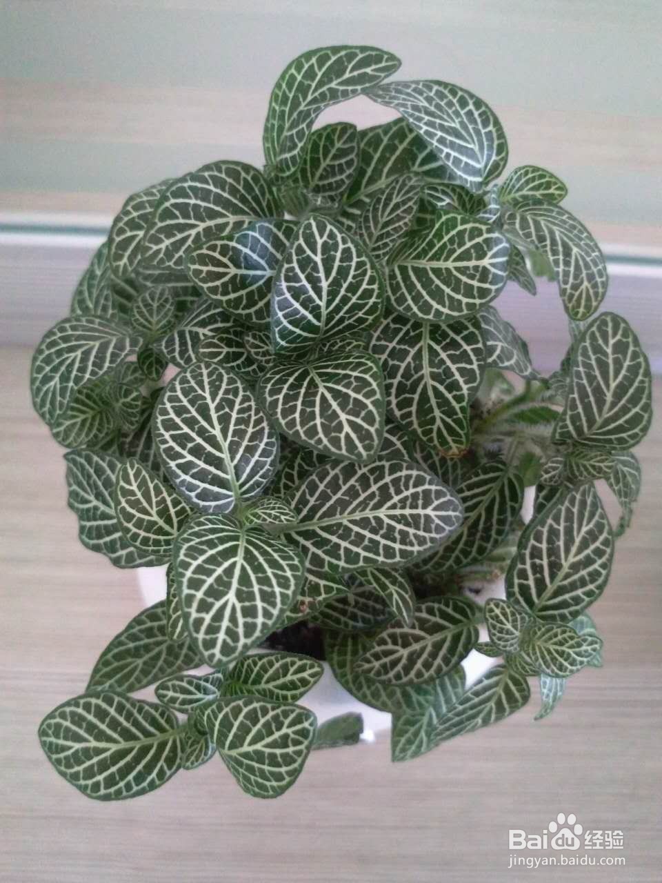 办公室怎样养殖网纹草