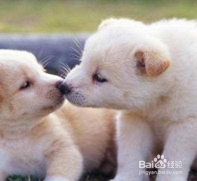 如何照料宠物狗