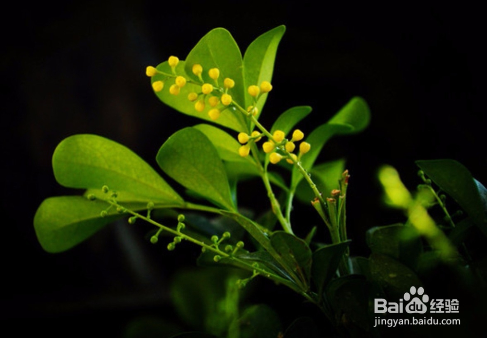 珠兰与米兰的习性