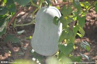 蔬菜养颜魅力十足
