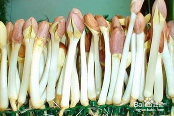 把花生发成芽,奇迹发生了!!!