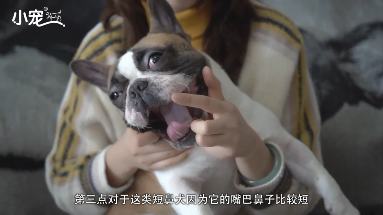 狗狗鼻子为什么会干裂